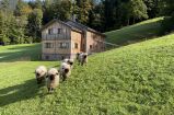 Schafe vor der Hirschberghütte.jpg